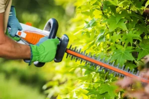 Tree Remova