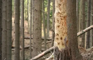 86 How Much Does It Cost to Build an Inground Pool in Buffalo? (Local Pricing Guide)