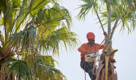 How to Negotiate Tree Removal Costs in Albany: A Homeowner's Guide