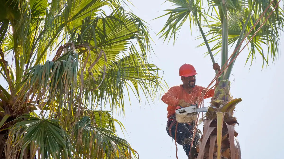 How to Negotiate Tree Removal Costs in Albany: A Homeowner’s Guide