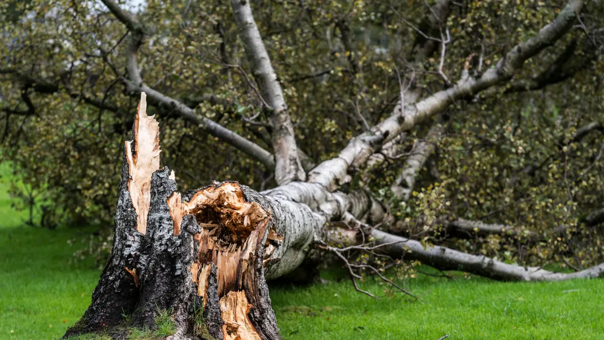 How Much Does a Tree in Your Front Yard Cost to Remove in Albany?