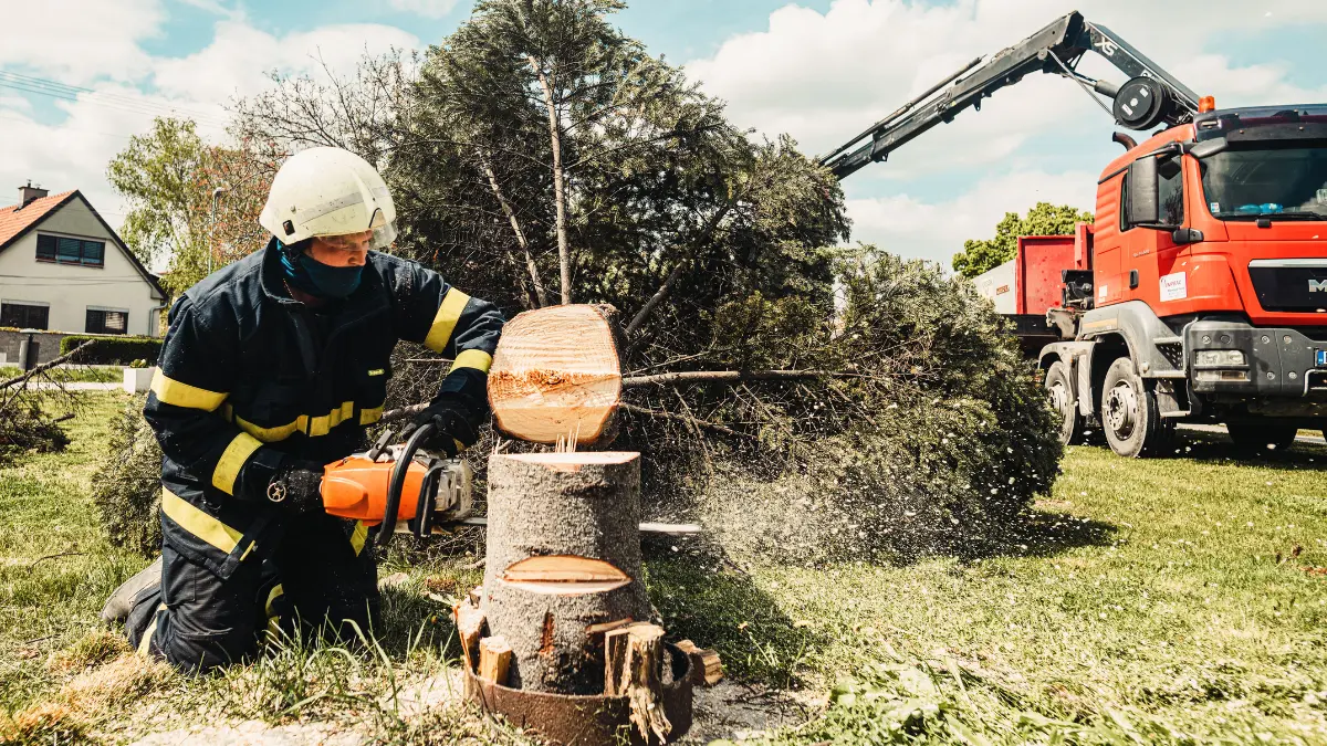 Your Guide to Choosing a Reliable Tree Removal Company in Rochester, NY