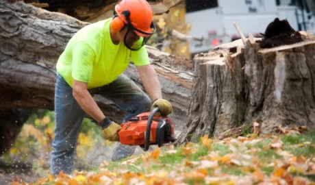 Should You Tip Pest Control for Tree Services in Albany?