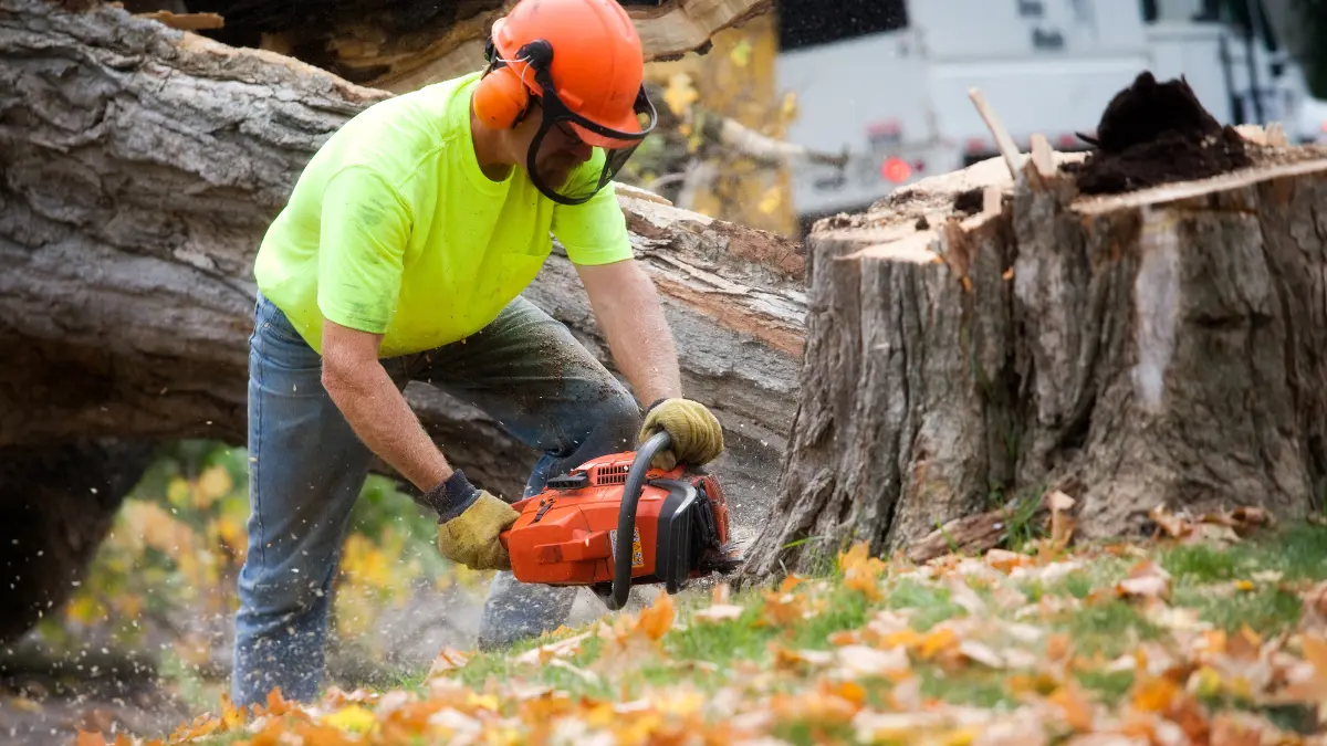 Safety Training 28 How Much Does a Tree in Your Front Yard Cost to Remove in Albany?