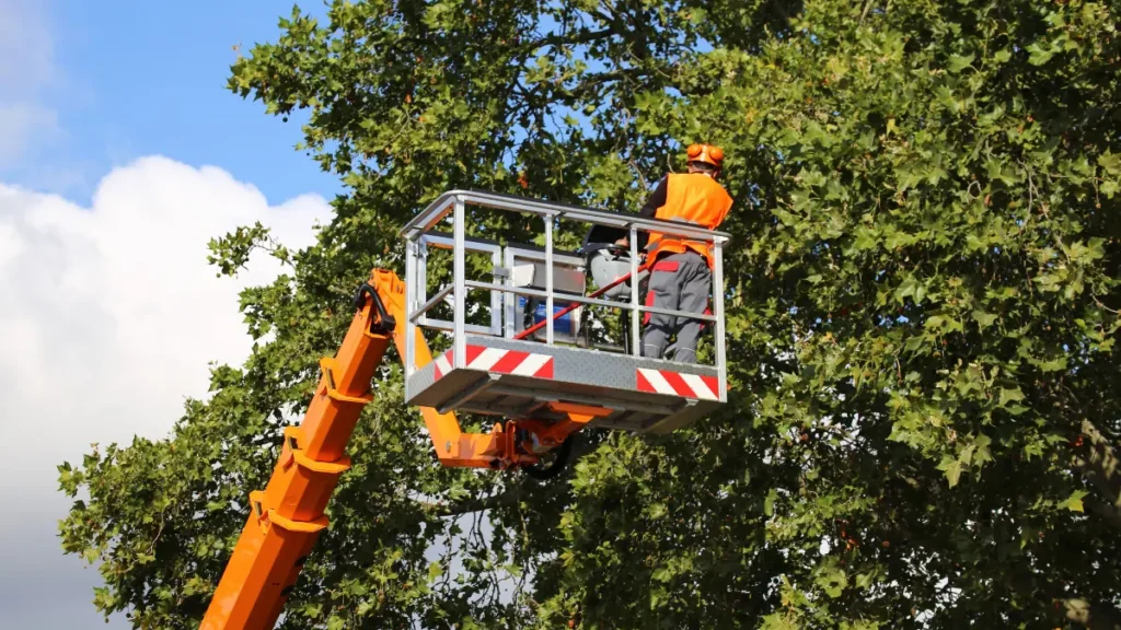 Does the Government Cut Down Trees in Albany?
