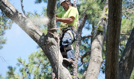 Is There Free Tree Removal for Seniors in Albany?