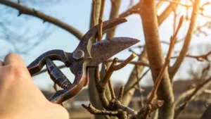 Pruning Practices for Westfield's Lakefront Trees