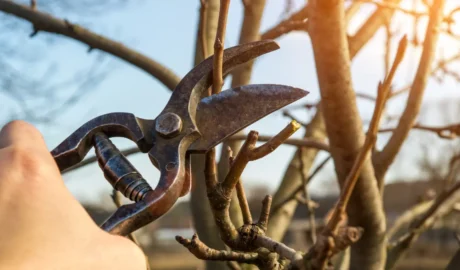 Pruning Practices for Westfield's Lakefront Trees