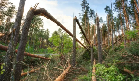 Preventing Tree Damage in Waterford’s Snowy Winters