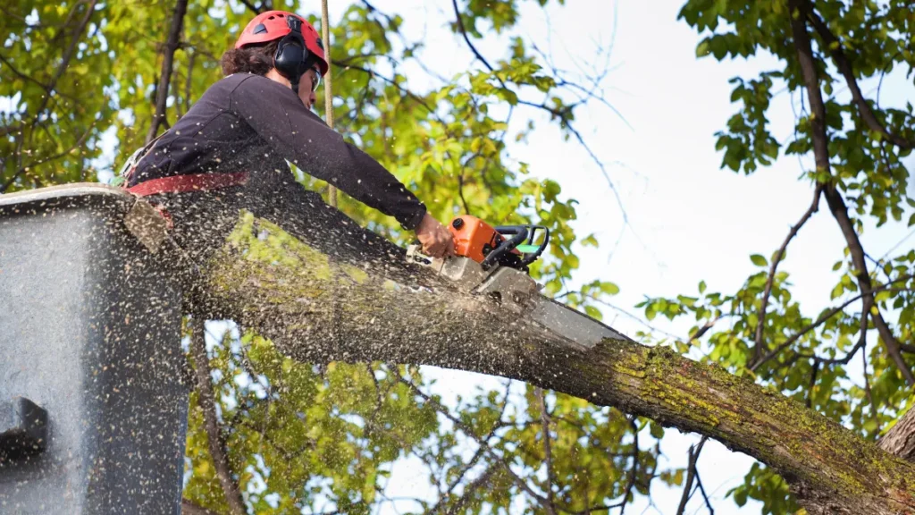 Why Are Tree Services So Expensive in Albany?