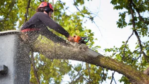 Why Are Tree Services So Expensive in Albany?
