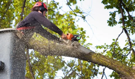 Why Are Tree Services So Expensive in Albany?