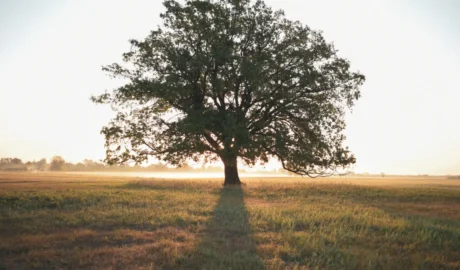 How Much Does It Cost to Remove a 30-Foot Tree in Albany?
