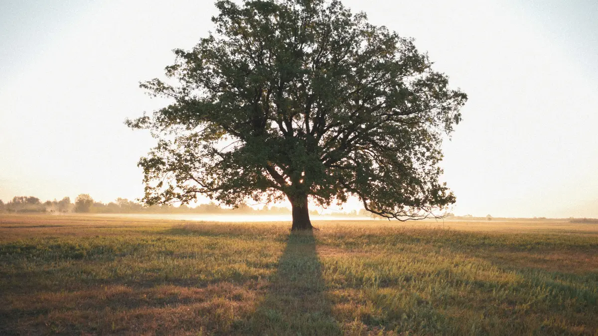 How Much Does It Cost to Remove a 30-Foot Tree in Albany?