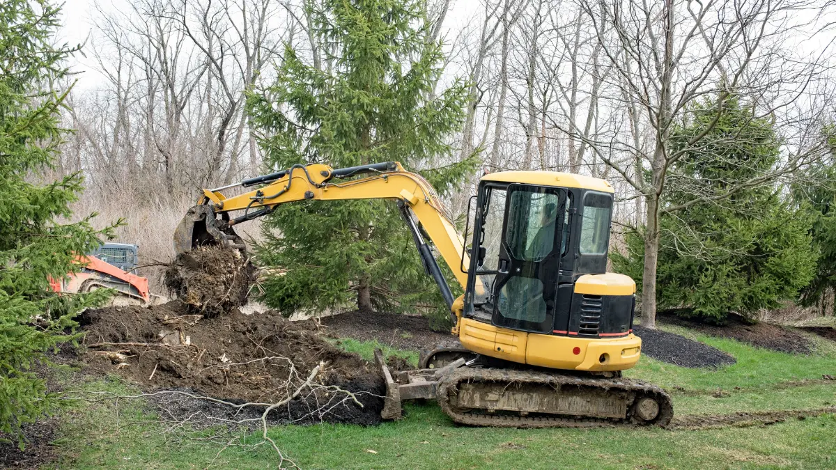 Booking Professional Money Tree Pruning in Albany