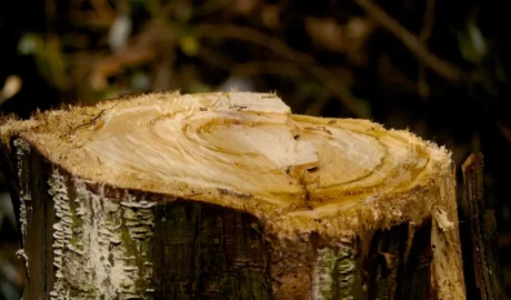 How Much Does Stump Removal Cost in Albany?