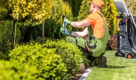 Is Tree Trimming Cheaper in Winter in Albany?