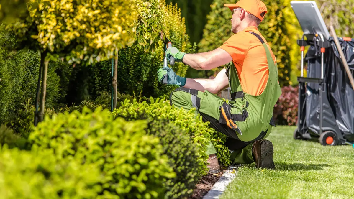 Is Tree Trimming Cheaper in Winter in Albany?