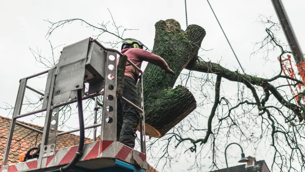 Do Tree Services Have Payment Plans in Albany? Your Guide to Affordable Tree Care