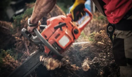 Tree Trimming vs Pruning Albany: What's the Real Difference?