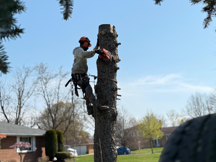 Who Handles Public Tree Services in Albany?
