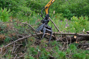 100 When Do You Need Tree Trimming in