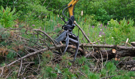 100 When Do You Need Tree Trimming in