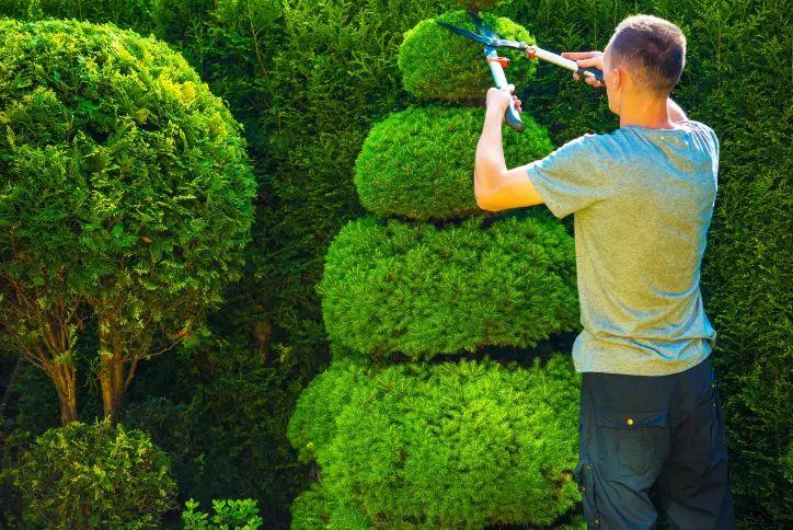 101 1 When Do You Need Tree Trimming in