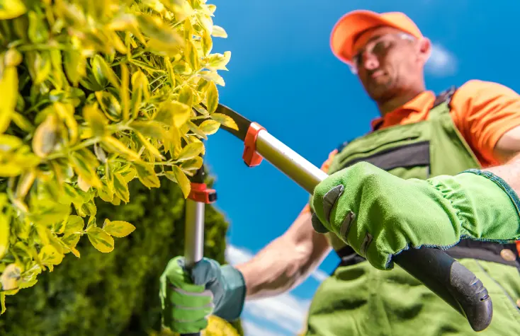 102 1 When Do You Need Tree Trimming in