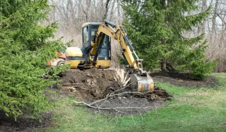 107 1 When Do You Need Tree Trimming in