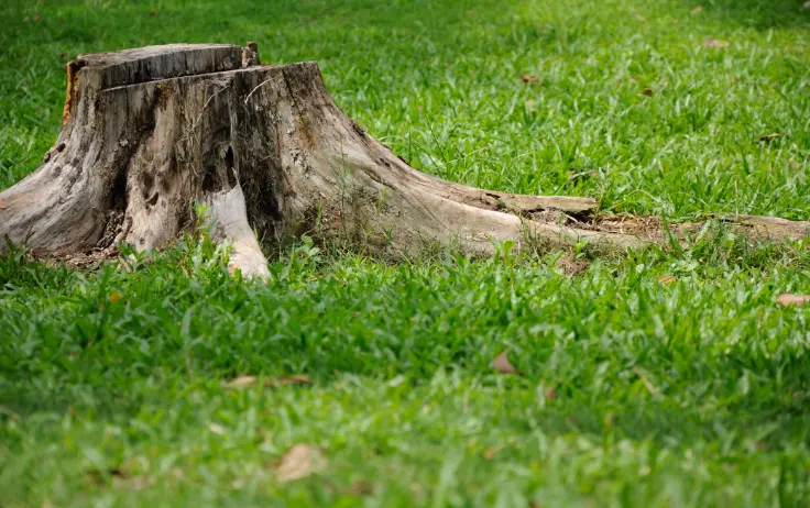 109 1 When Do You Need Tree Trimming in
