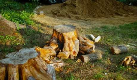 110 1 When Do You Need Tree Trimming in