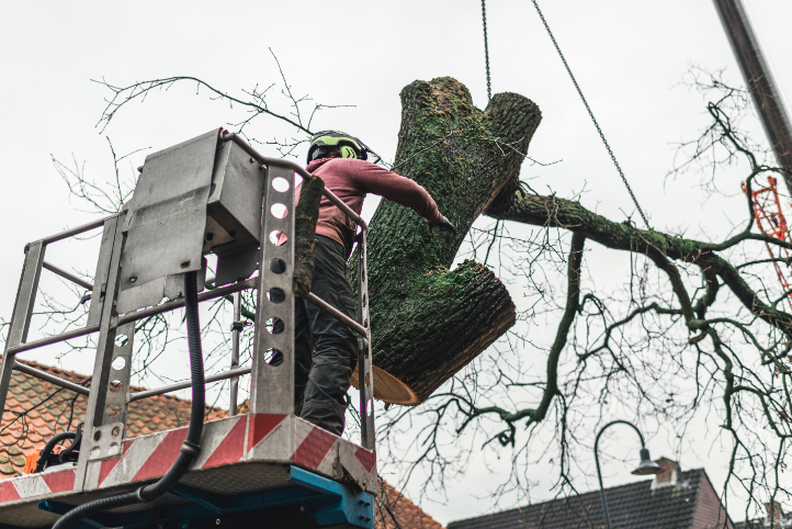 112 When Do You Need Tree Trimming in