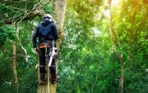 114 1 When Do You Need Tree Trimming in