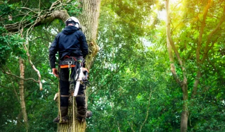 114 1 When Do You Need Tree Trimming in