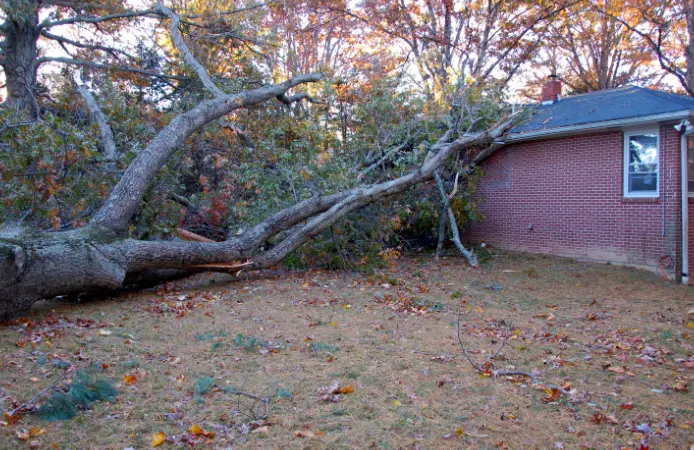 117 2 When Do You Need Tree Trimming in
