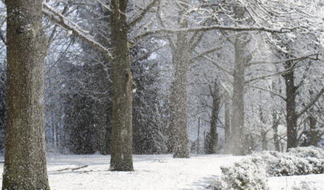 12 When Do You Need Tree Trimming in