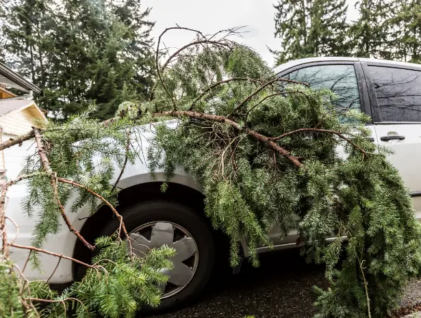 120 1 When Do You Need Tree Trimming in