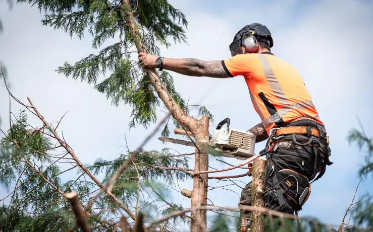 A Professional Tree Cutting Rochester, NY