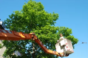 123 1 When Do You Need Tree Trimming in