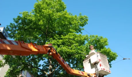 123 1 When Do You Need Tree Trimming in