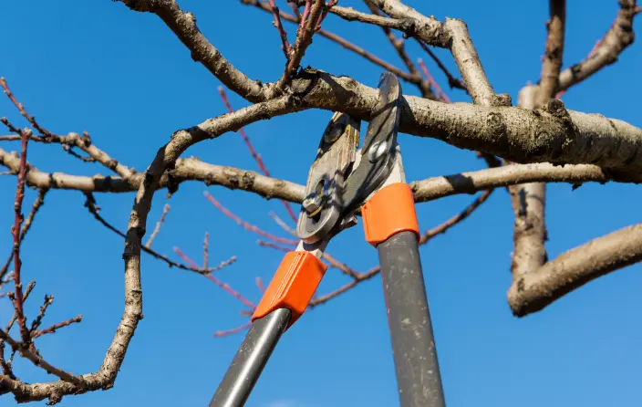 126 1 When Do You Need Tree Trimming in