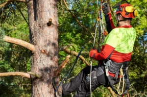 best Tree Cutting Rochester, NY