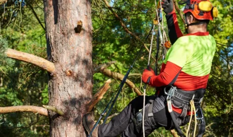 best Tree Cutting Rochester, NY