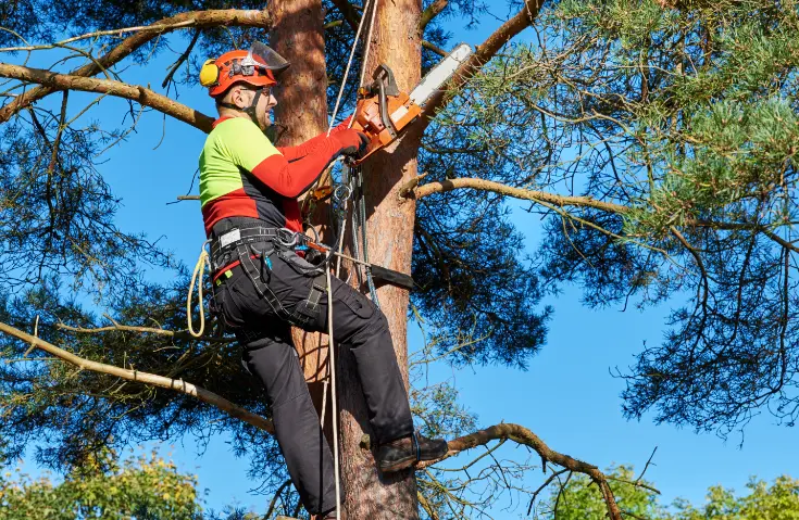 129 1 When Do You Need Tree Trimming in