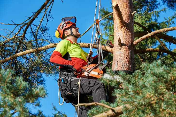 130 1 When Do You Need Tree Trimming in