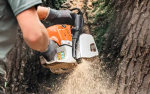 134 1 When Do You Need Tree Trimming in