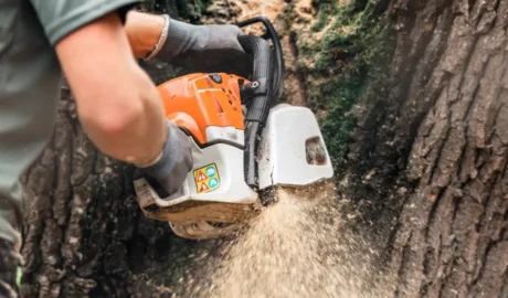 134 1 When Do You Need Tree Trimming in