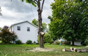 Kearsarge’s Urban Homes tree removal