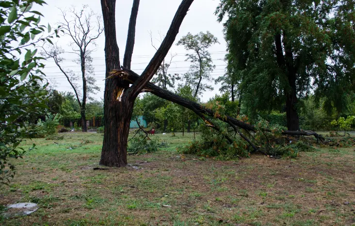 136 1 When Do You Need Tree Trimming in